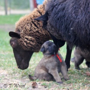 IMG_3327-BlackFyre-Jul2014-4wks-